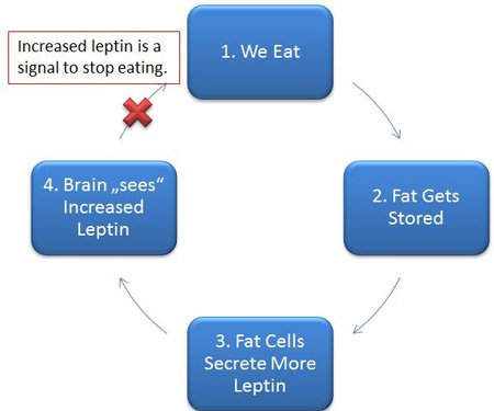 leptin