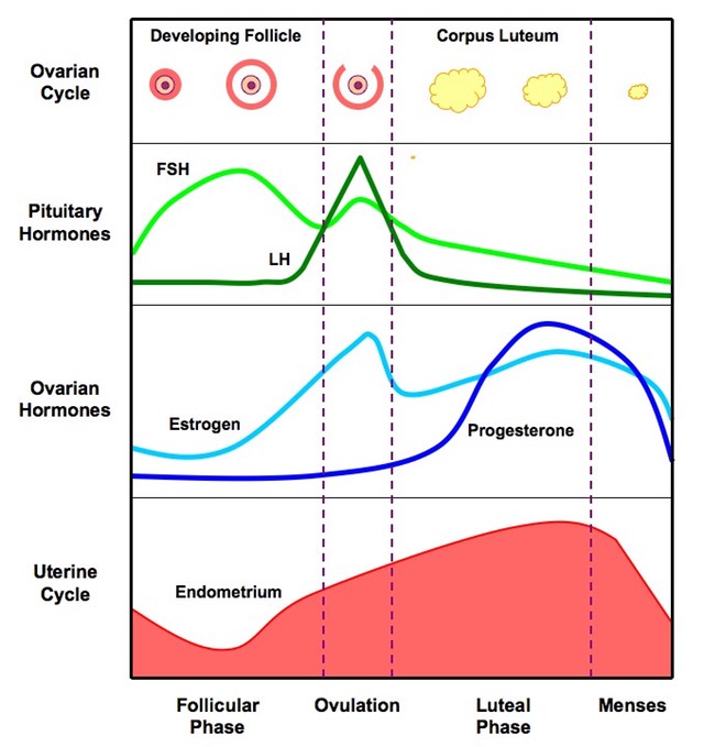 menstrual_cycle_med